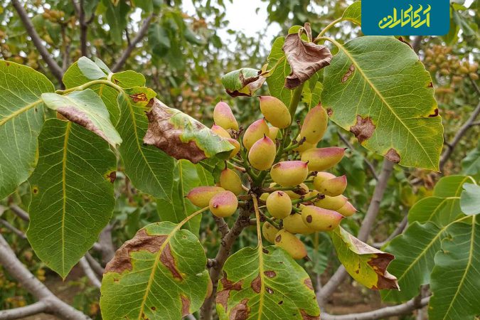 بیماری پسیل پسته